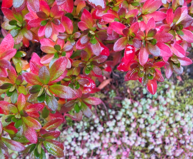 Colorato sfondo autunnale foglie rosa brillante di azalea nel giardino