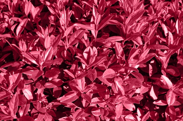 Colore alla moda 2023 viva pianta dai toni rossi magenta foglie fogliame lussureggiante sfondo naturale