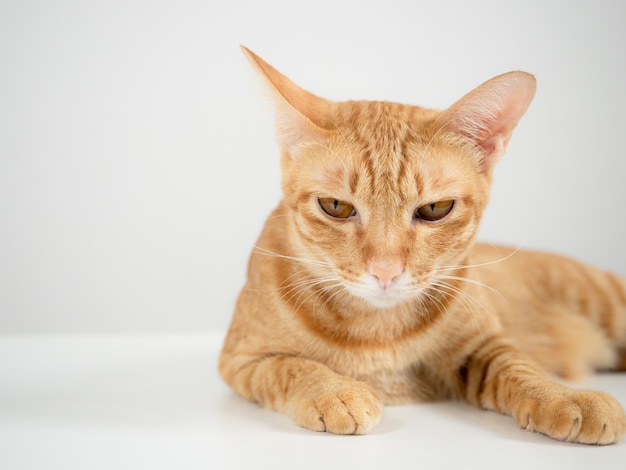 Colore arancione del gatto domestico che posa sul fondo bianco del tavolo