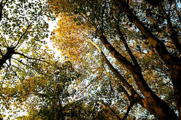 colore autunnale di sfondo albero