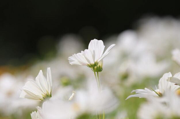 Colore bianco dell&#39;universo con congedo sul campo