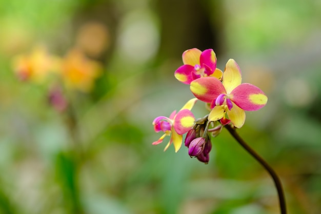 Colore dei fiori in natura