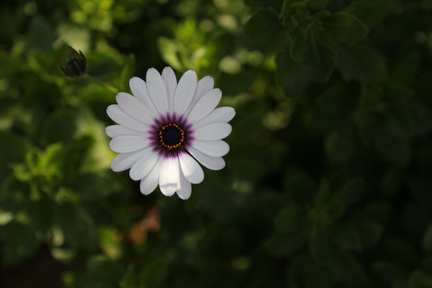 Colore del fiore di con sfondo verde