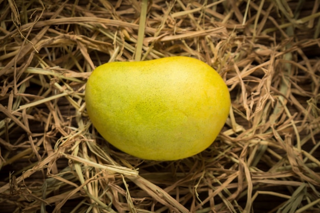 Colore del mango Chartreuse. verde e giallo. nome yaikrom. asiatico. Tailandia. isolato su sfondo bianco