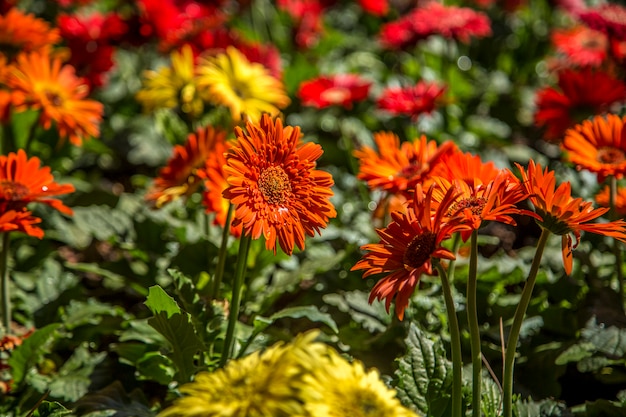 Colore della pianta del fiore della gerbera