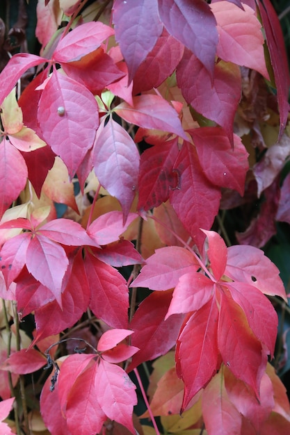 Colore delle foglie in autunno