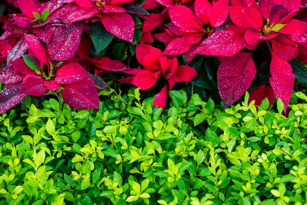 Colore di sfondo della natura