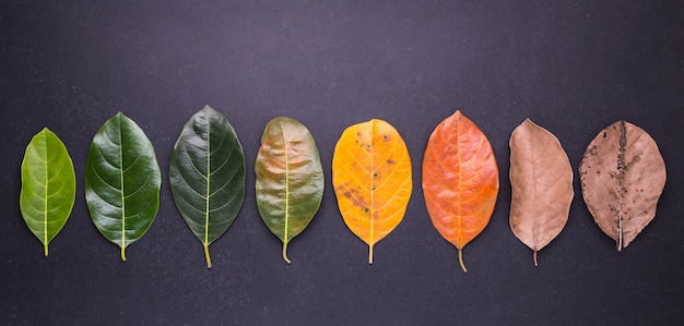 Colore diverso ed età delle foglie delle foglie dell&#39;albero del jackfruit