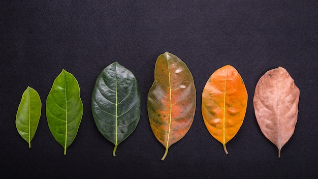 Colore diverso ed età delle foglie delle foglie dell&#39;albero del jackfruit