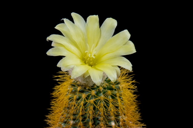 Colore giallo magnifico del fiore di Frailea del fiore di cactus