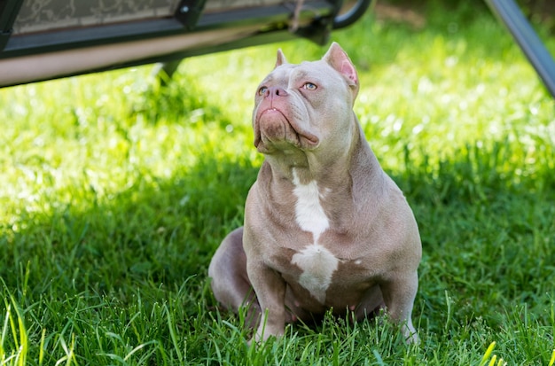 Colore lilla american bully dog vista dall'alto all'esterno