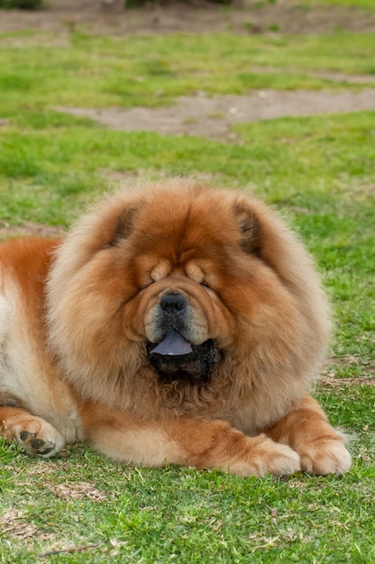 Colore marrone del cane di razza Chow Chow