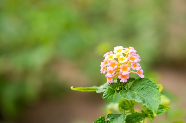 Colore rosa e giallo del fiore della pianta