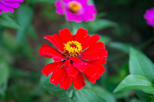 Colore rosso del fiore su sfondo naturale verde sfocato