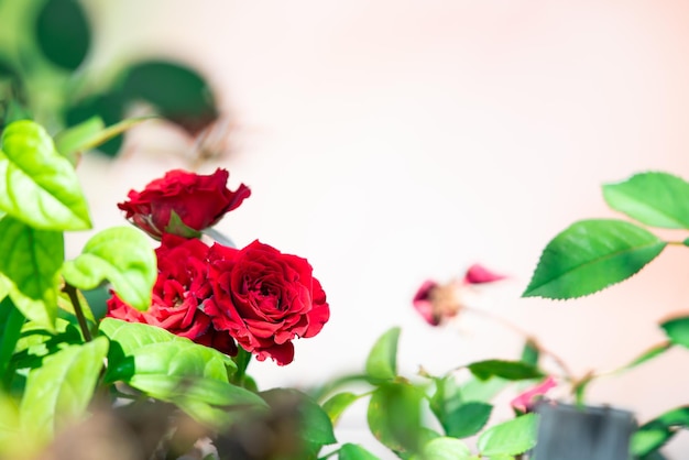Colore rosso fiore rosa in giardino San Valentino
