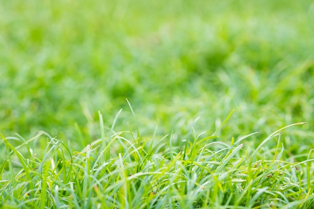 Colore verde del fondo della sfuocatura e dell'erba