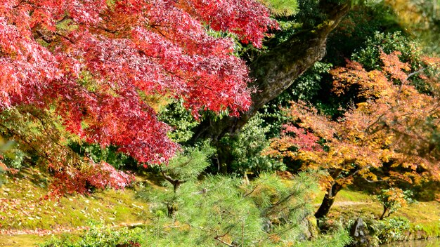 Colorful Autumn Garden.