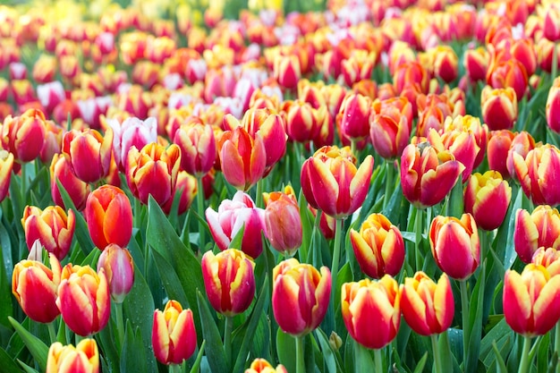 Colorful fiore tulipani fioritura nel giardino