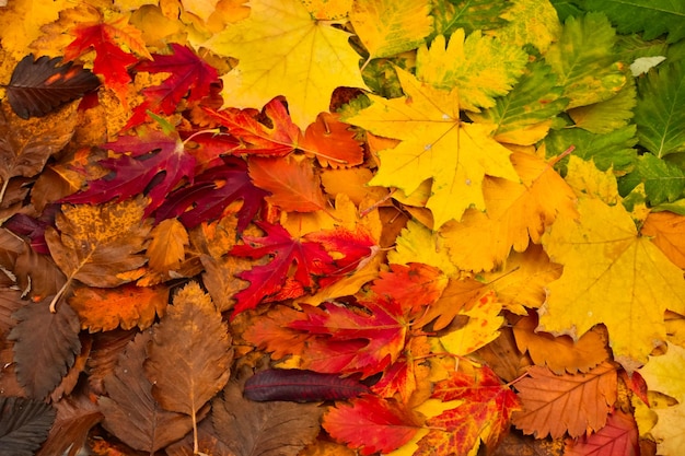 Colorful foglie d'autunno Autunno sfondo La base per la cartolina