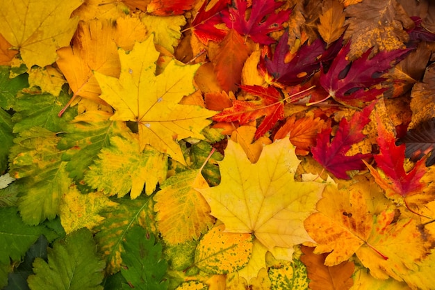 Colorful foglie d'autunno Autunno sfondo La base per la cartolina