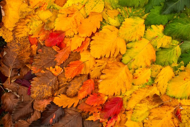 Colorful foglie d'autunno Autunno sfondo La base per la cartolina