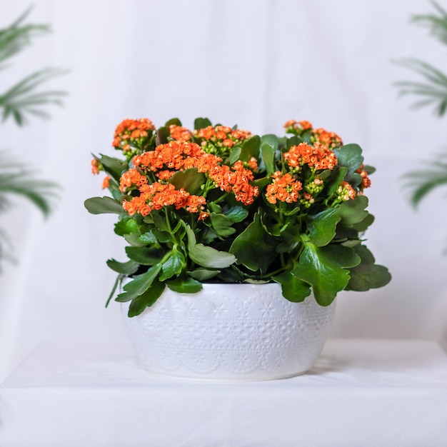 Colorful Lantana camara fiore pianta nel vaso bianco