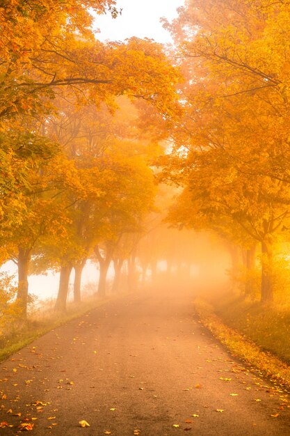 Colori autunnali colorati sugli alberi della foresta Bella natura autunnale