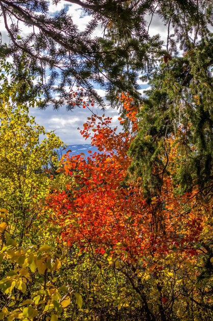 Colori autunnali nel Wyoming