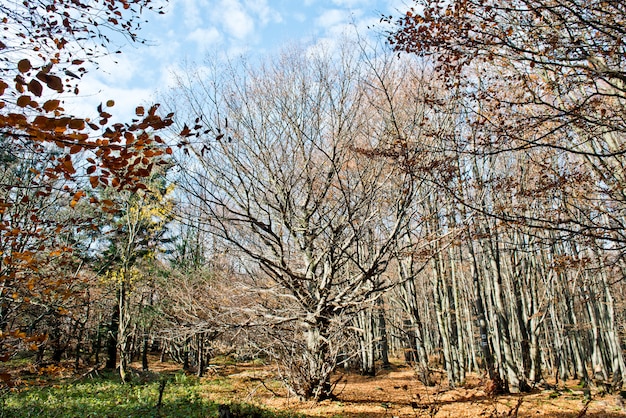 colori autunnali nella foresta