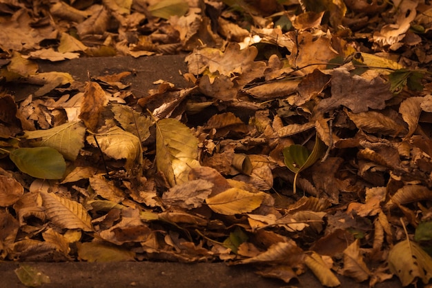 Colori caldi dell'autunno. Tappeto a foglie secche. Camminare nel Parco. Modelli di foglie cadute. Sfondo accogliente