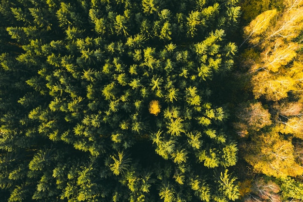 Colori colorati dell'autunno nella foresta da sopra catturati con un drone