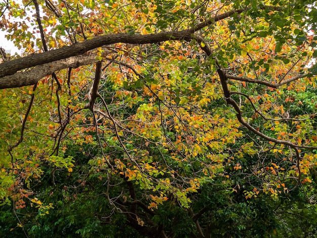 Colori d&#39;autunno