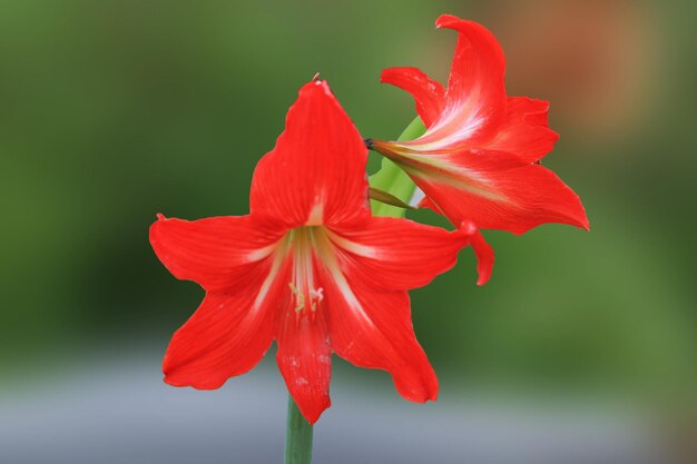 Colori delicati del narciso su uno sfondo verde scuro isolato