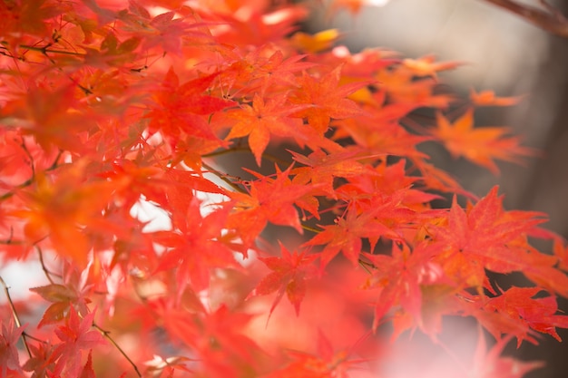 Colori dell&#39;albero dei fogli di autunno a kawaguchiko Giappone.