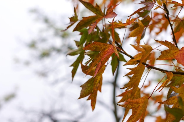 Colori delle foglie d'autunno