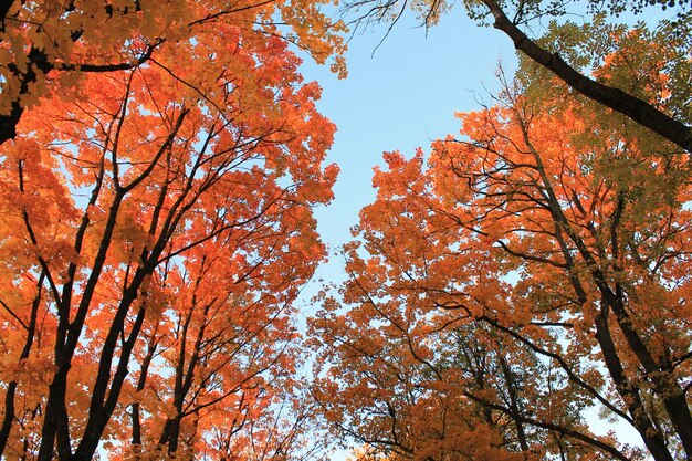 Colori divertenti autunnali della stravaganza autunnale di foglie autunnali rosse luminose contro il cielo blu del tramonto