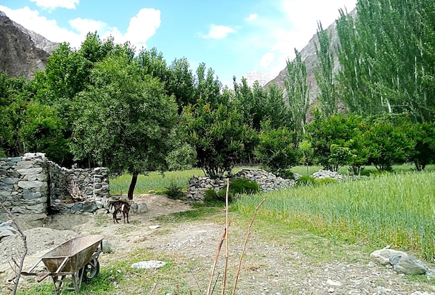 Colori incredibili di montagne e alberi insieme al bellissimo villaggio nelle aree settentrionali del Pakistan