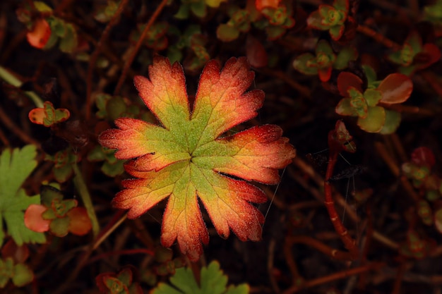 Colori luminosi dell'autunno una foglia multicolore di una pianta ornamentale tra il piccolo fogliame in una vista dall'alto del primo piano del letto di fiori