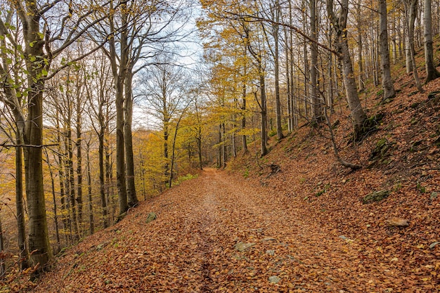 Colori vibranti rossi dell'autunno in una foresta di faggio chiamata Barbottina in Liguria, Italia