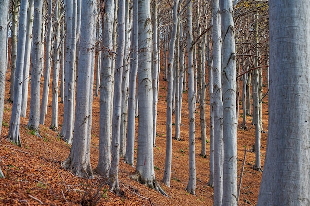 Colori vibranti rossi dell'autunno in una foresta di faggio chiamata Barbottina in Liguria, Italia