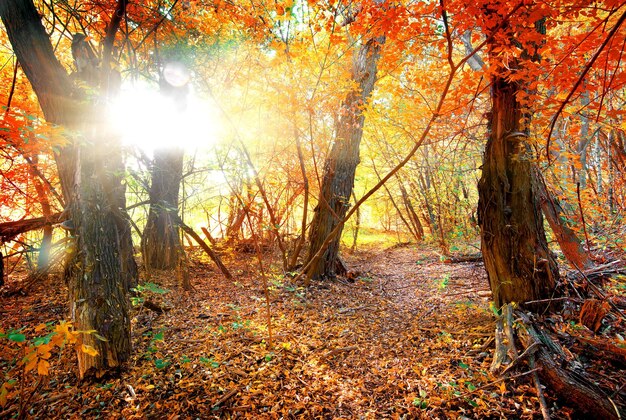 Colori vivaci dell'autunno nella calma foresta