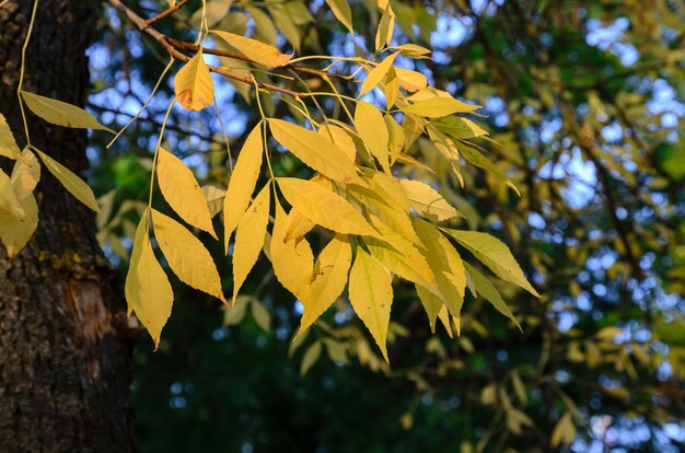 colori vivaci delle foglie autunnali sugli alberi