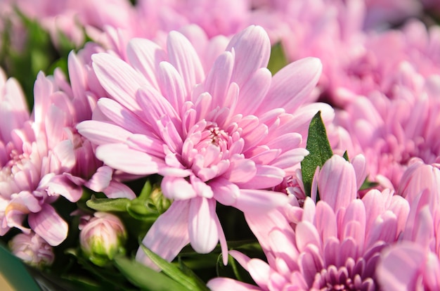 colori vivaci di crisantemi in fiore rosa