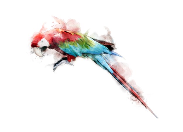 Colorwater disegno colorato sfondo Macaw uccello.