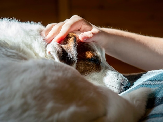 Colpi di mano dell'uomo Cane che dorme al sole Il concetto di intimità calore domestico famiglia