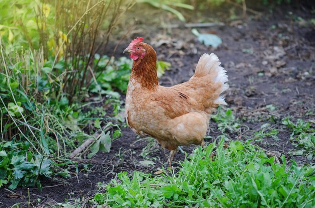 È colpito in un campo coperto d'erba