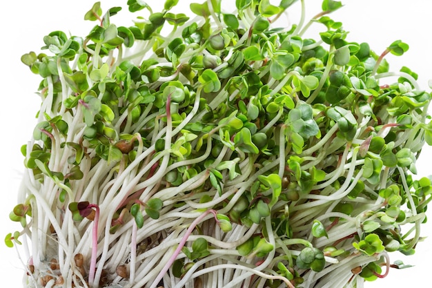 Colpo a macroistruzione dei germogli di microgreen