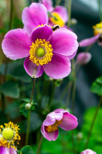 Colpo a macroistruzione del fiore di anemone giapponese lilla su sfondo naturale