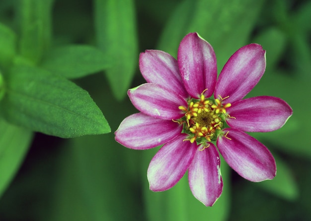 colpo a macroistruzione del fiore di zinnia