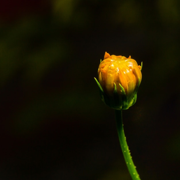 Colpo a macroistruzione del fiore giallo fresco